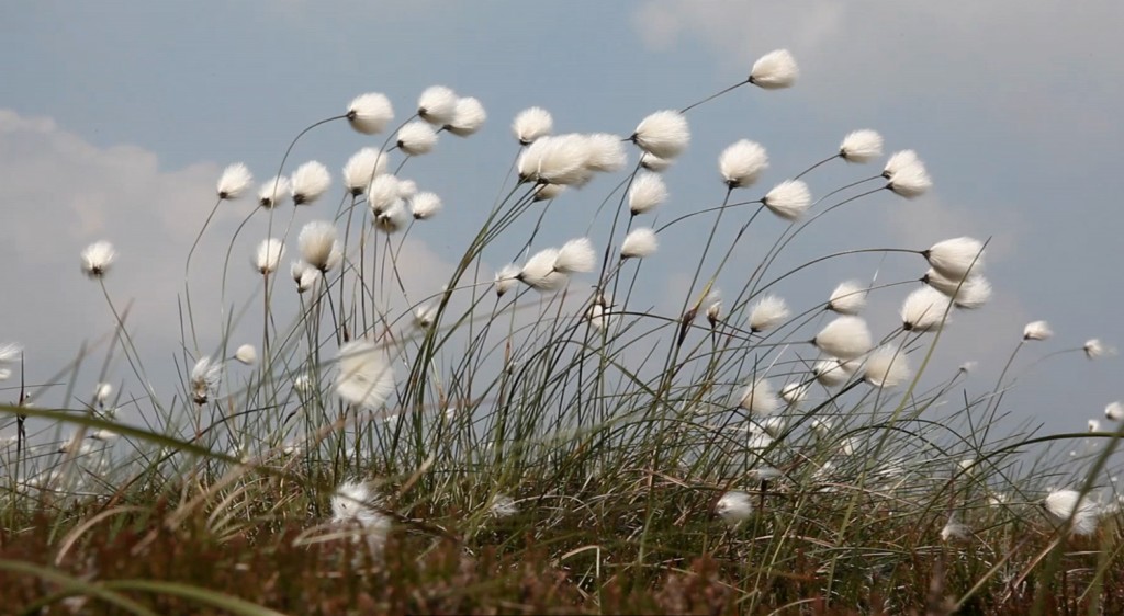 50Steps_CottonGrass